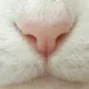 Misha