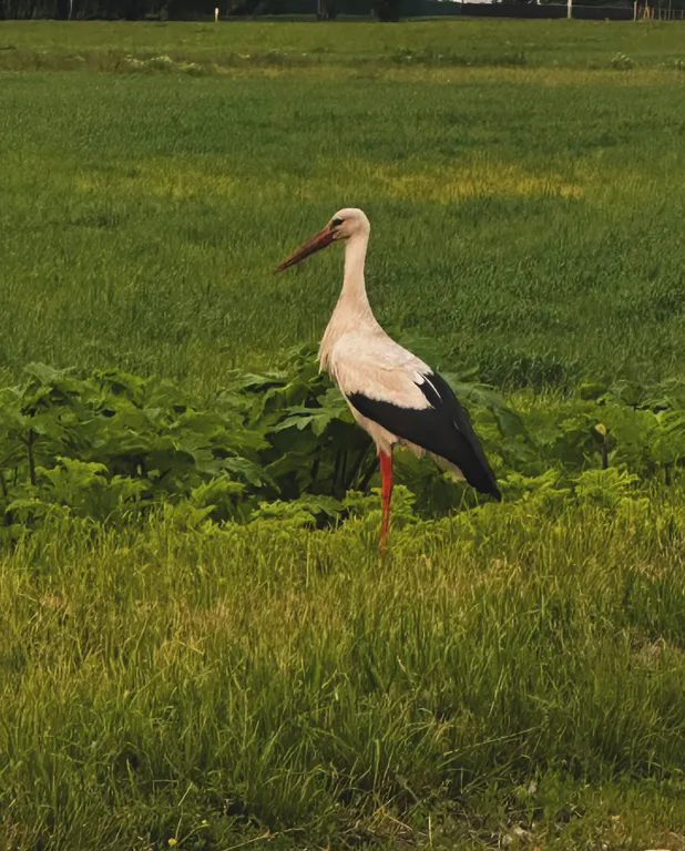 Уютный домик в древних липах