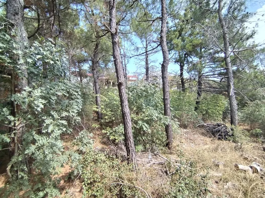 Коттедж 1-комнатный Дом — Геленджик