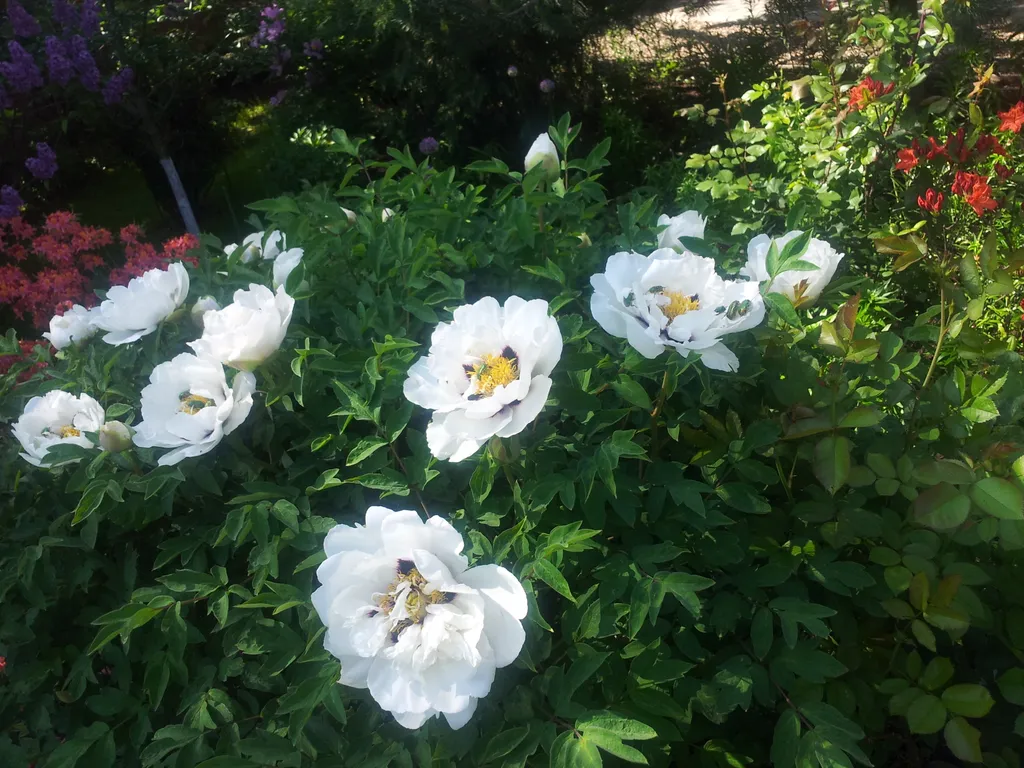 Дом в ботаническом саду