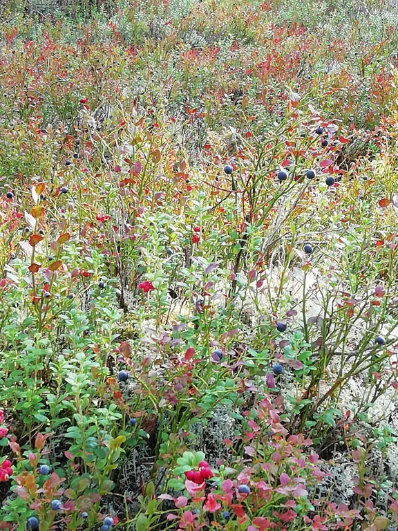 Домик для отдыха в Карелии