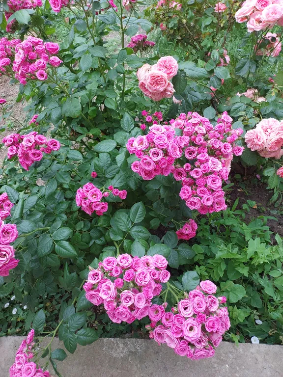 Уютный дом с видом на сад