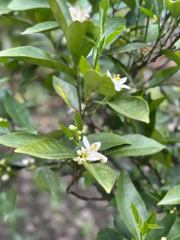 Квартира Студия с банькой и мангалом — Мамайский Перевал