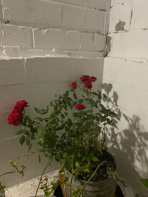 Квартира Комната — Лазаревское