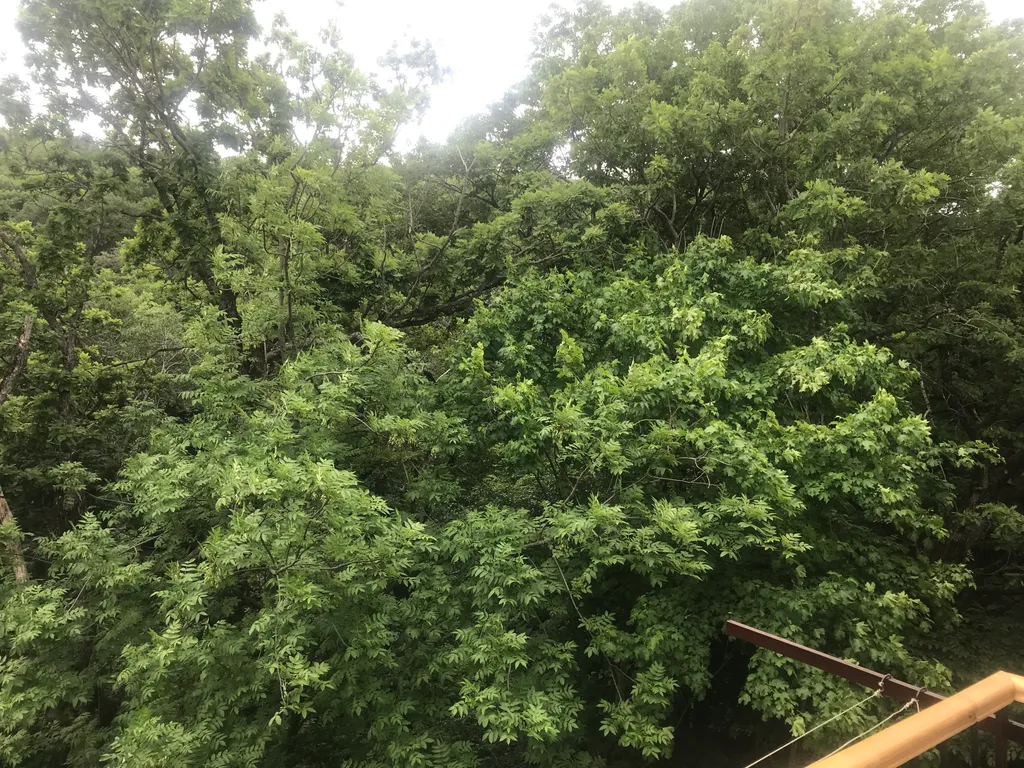 Уютная квартира в курортной части города с видом на лес