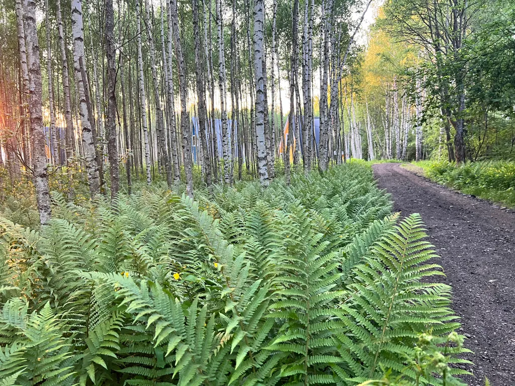 Уютный дом в лесном массиве недалеко от реки