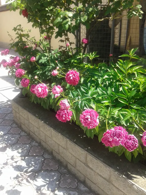 Квартира Отдых в Евпатории, в частном секторе — Евпатория