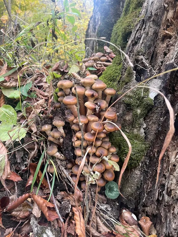 Коттедж Восстанавливающий отдых на природе в Горах Адыгеи — Веселый