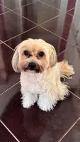 Антон