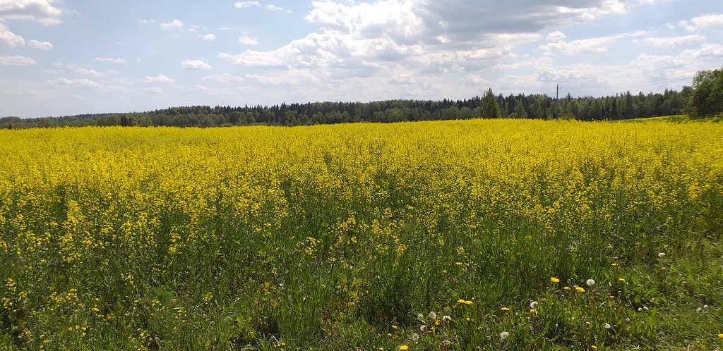 Коттедж Загородный дом у реки в лесу — Горки