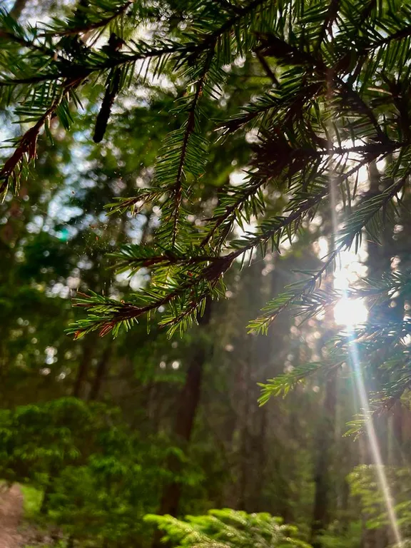 Домик в лесу с пятнистыми оленями и кроликами
