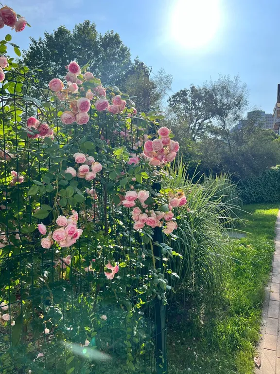 Каравелла Португалии