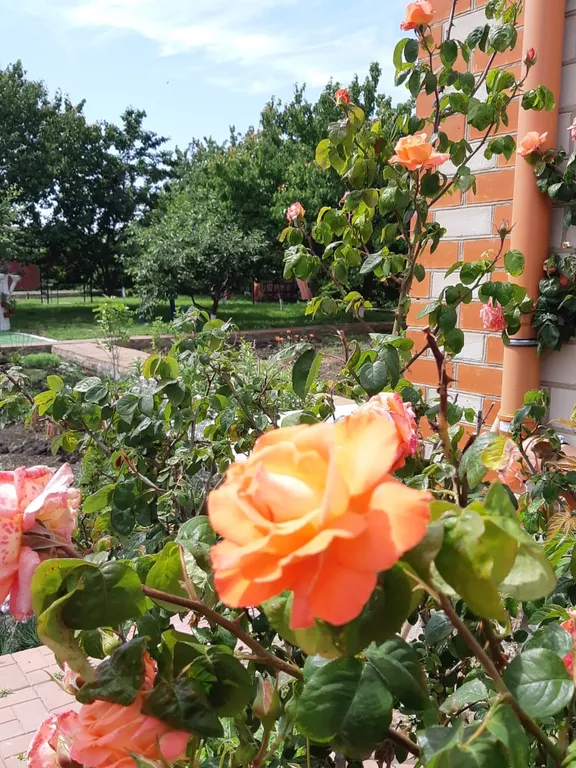 Апартаменты с видом на море