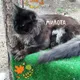 Лариса