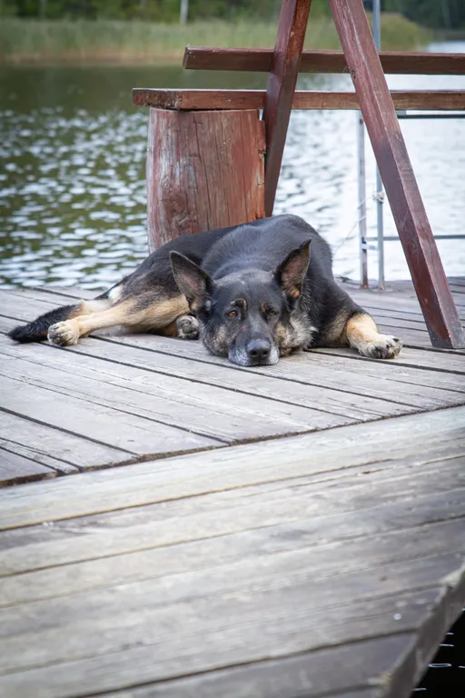 Усадьба Медвежий угол в лесу на берегу озера