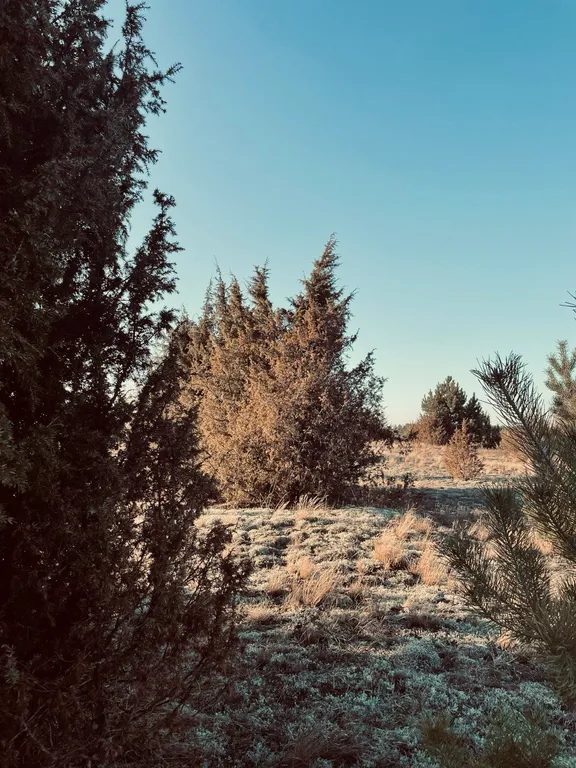 Шале Лесное в Беловежской пуще с электробатареями и выходом в лес