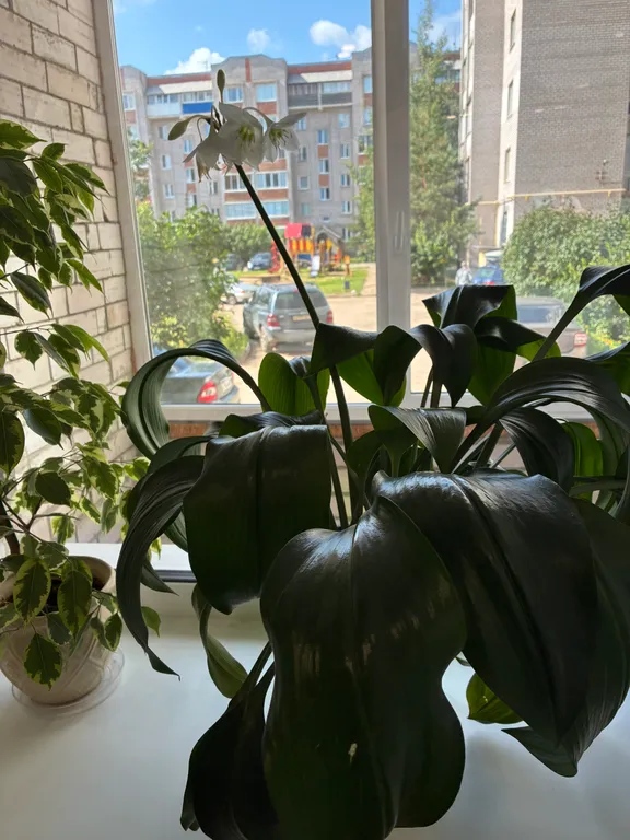 Уютная студия на первом этаже