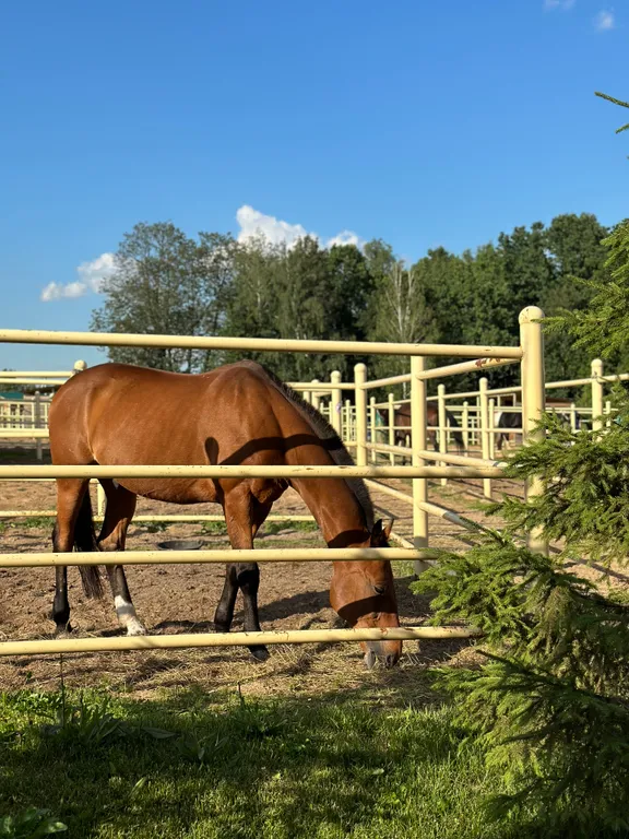 Уютный дом с сауной и банным чаном