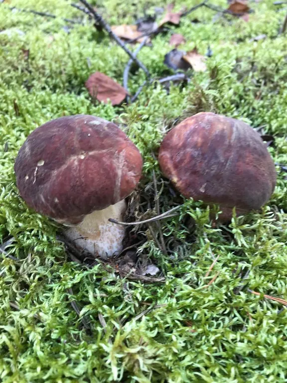 Коттедж Загородный дом у Невы — Санкт-Петербург