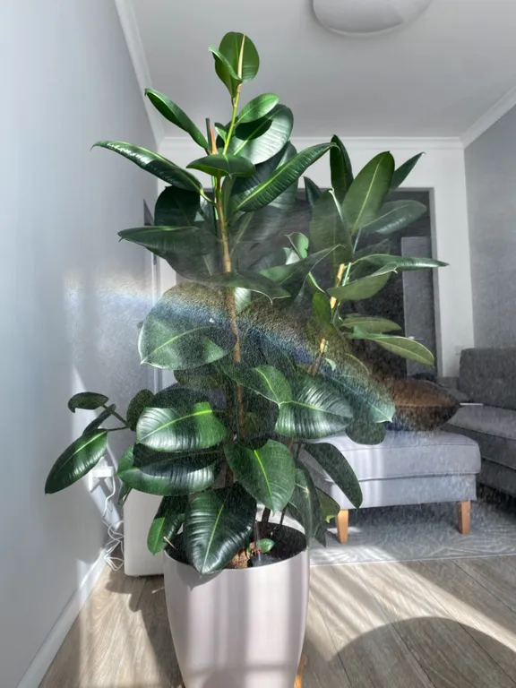 Амалиенау Хаус