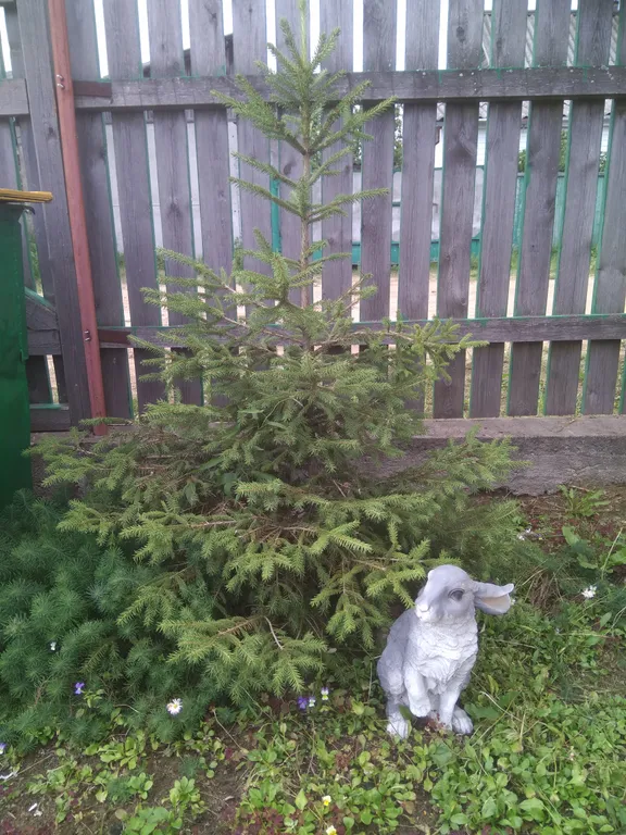 Квартира Комфорт — Лодейное Поле