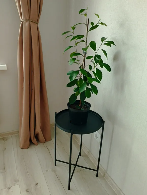 Квартира Квартира У Тихого озера — Светлогорск