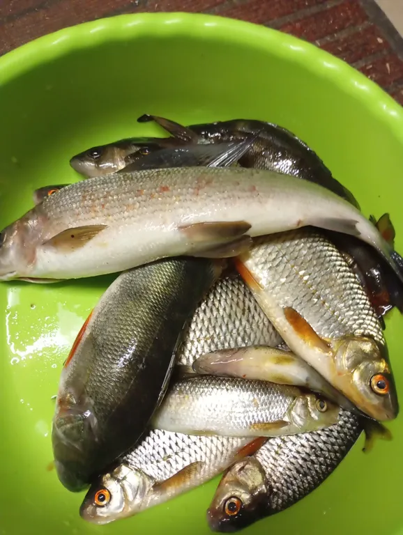 Коттедж Домик в лесу с баней. — Свирьстрой