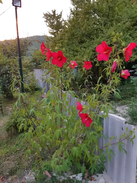 Коттедж Коттедж Эко -дача на море — Пляхо