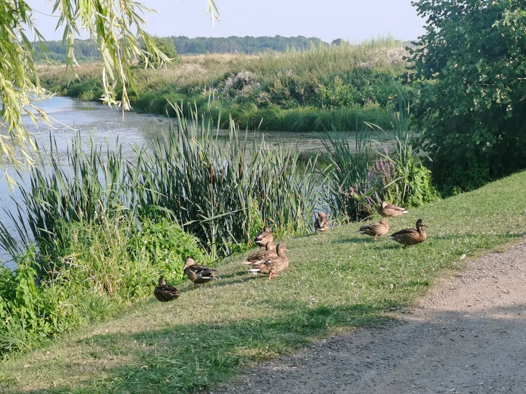 Коттедж Уютный домик возле Балтийского моря — Зеленоградск