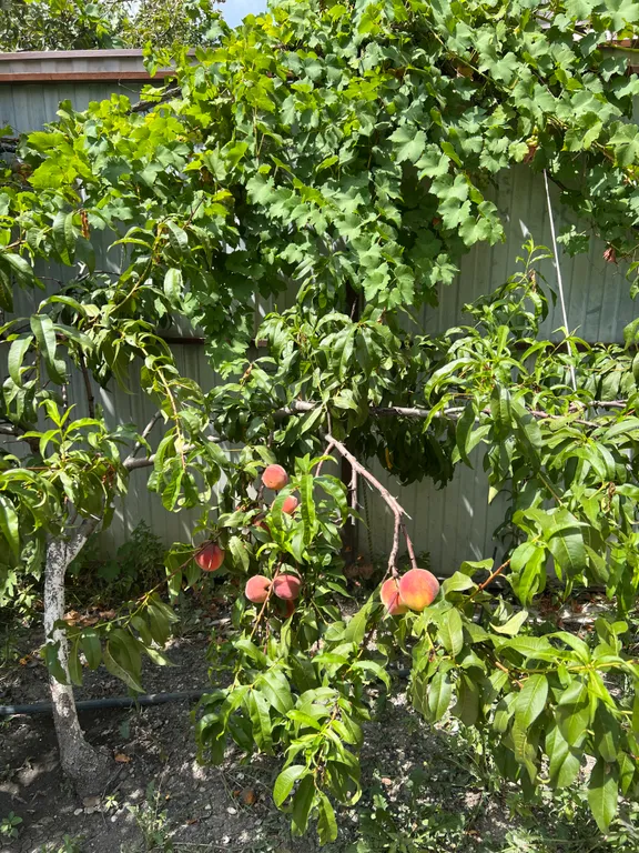 Уютный таунхаус с беседкой