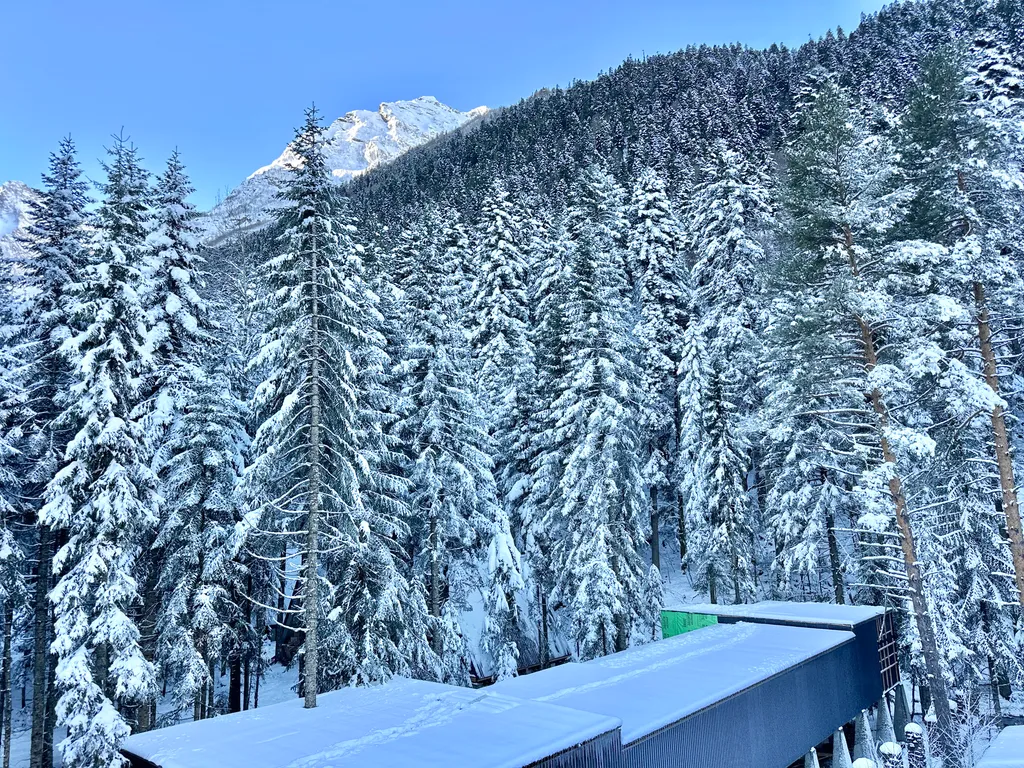 Сказочный лес