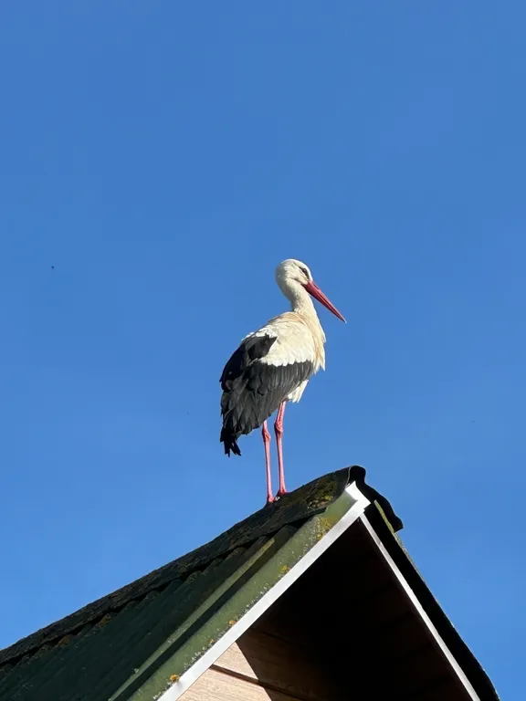 В большом доме 1/2 часть первого этажа