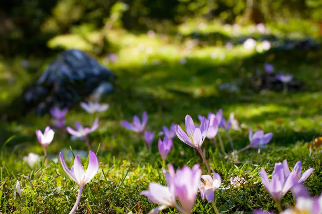 Домики-шале с видом на сосновый лес