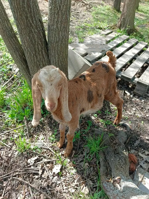 Чудо-дача, дом Акула на берегу пруда