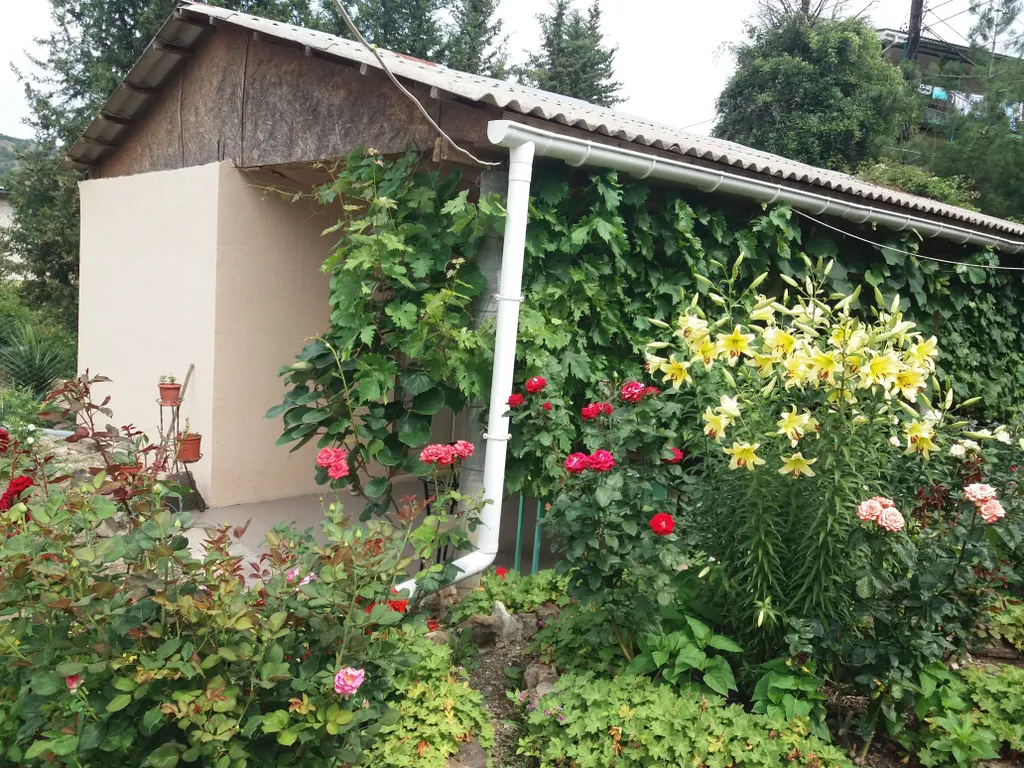 Розовый рай