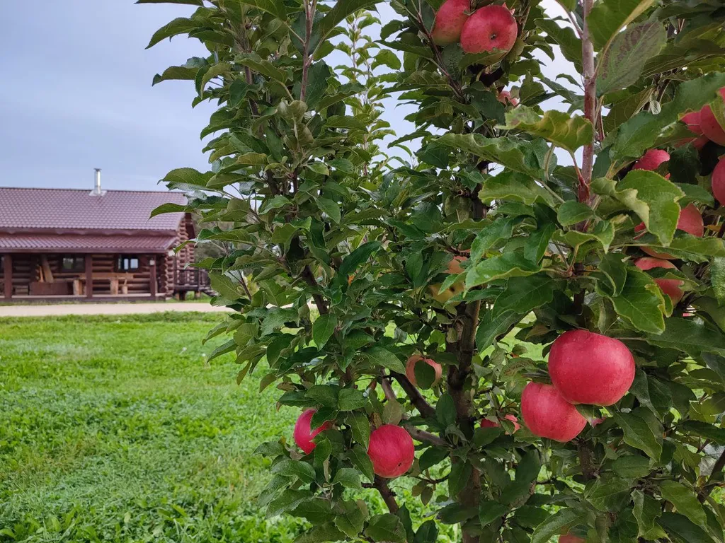 Гостевой дом в яблоневом саду из бревен Карельской сосны