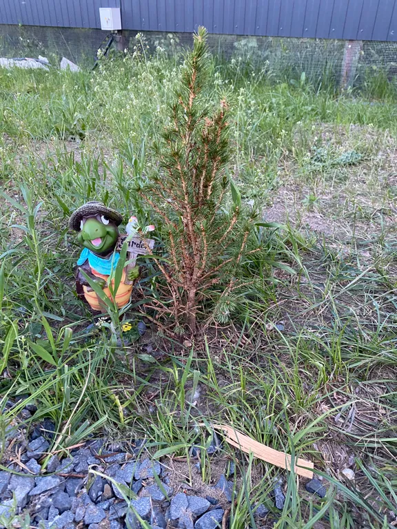 Дом с банным чаном