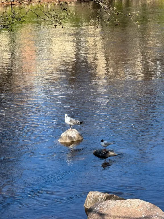 Апартаменты с видом на парк в ЖК Bereg Курортный