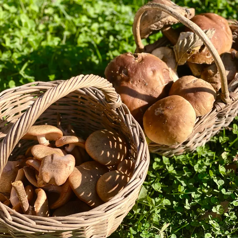 Милая и уютная дача в окружении живописного леса