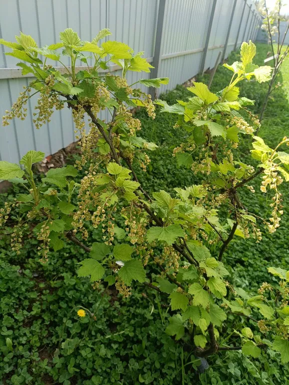 Дом с террасой, сауной рядом с лесом и пляжами