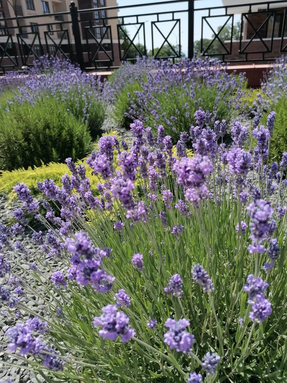 Апартаменты Аврора