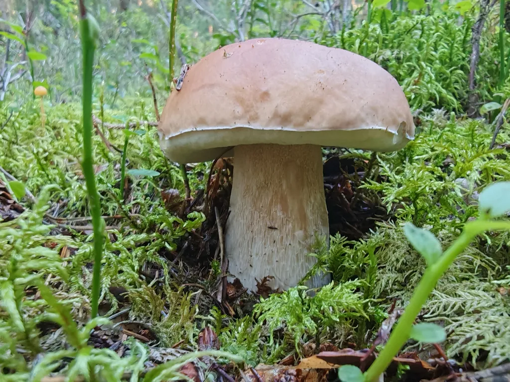 Коттедж Дом с тремя спальнями в турбазе чайка (селигер) — Турбаза Чайка