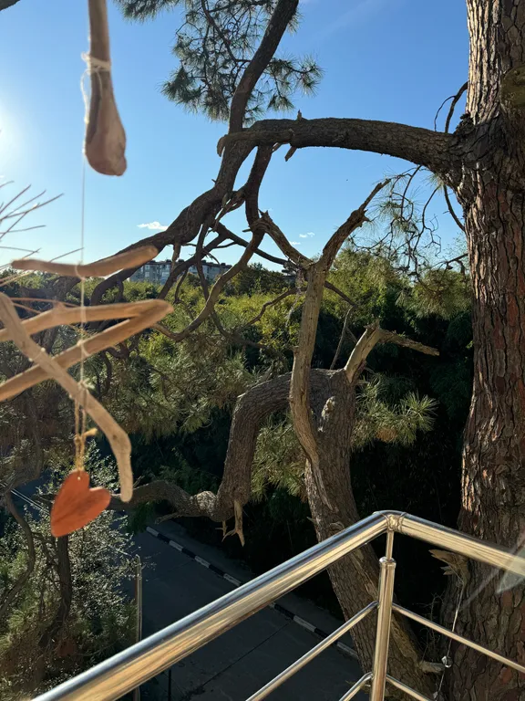 Квартира Квартира Студия с видом на сосну в бамбуковой роще — Сириус