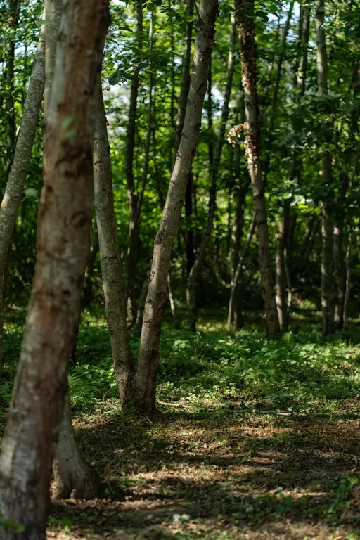 Коттедж 1-комнатный Дом — Сухум