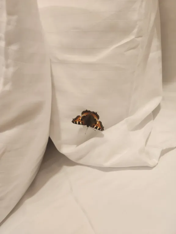 Белка дом с камином и сауной