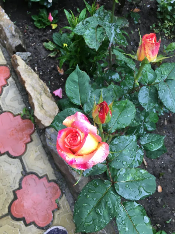 Коттедж Уютный домик — Ялта