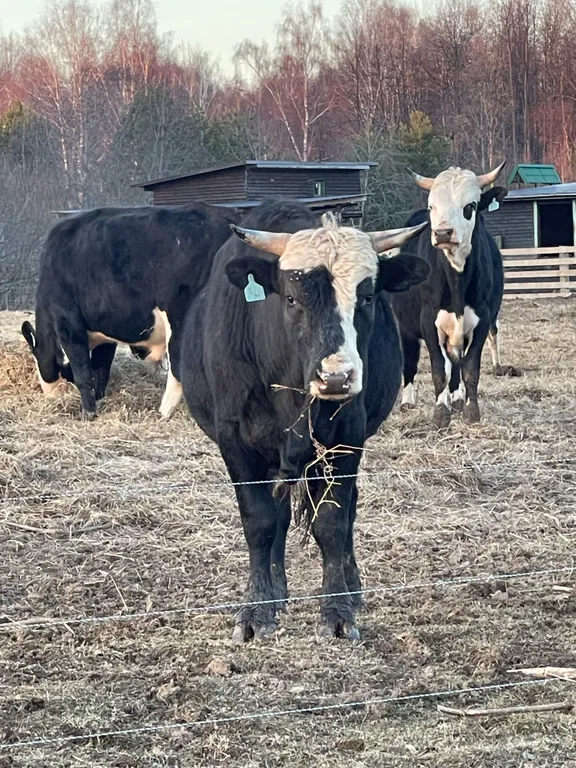 Дом с баней на берегу реки Волга с большой территорией
