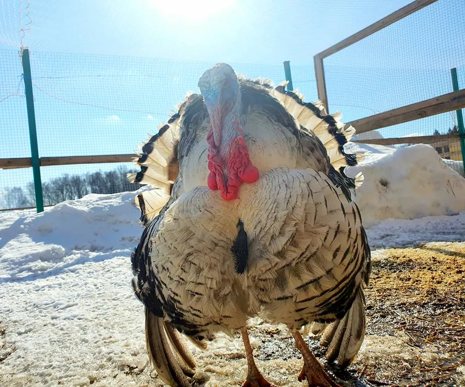 Дизайнерский домик на семейной экоферме в Немцово