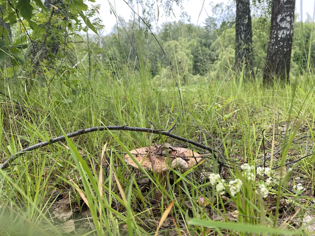 Домик ЕЖЕВИКА. Большой пруд с пляжем в глэмпинге "Усадьба Ягодное".