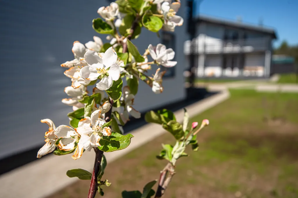 Коттедж 3-комнатный Дом — Тосно